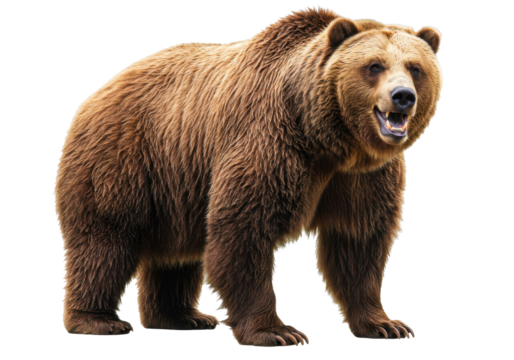 Isolated Brown Bear Stands Alert and Growling with Furry Coat in Open Mouth Display