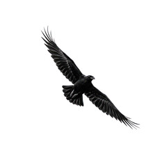 Obraz premium Soaring bird of prey, dark plumage, wings outstretched, isolated view