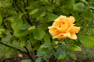 Yellow rose on the bush