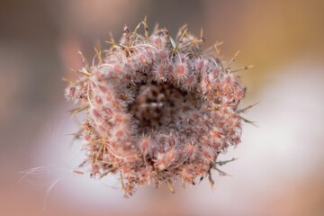 dry thistle flower