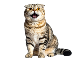 A seated cat, mouth agape, with striking folds of fur