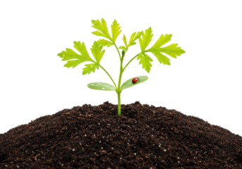 Isolated young plant growing in soil with ladybug, new life concept in springtime
