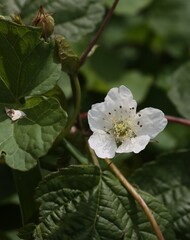 white flowers of blackberry bush close up