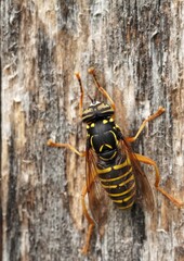  European hornet (Vespa crabro). 