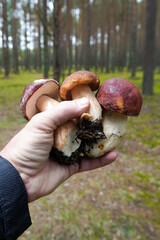 Hand holding three freshly picked porcini mushrooms