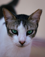 Close-Up Portrait of Cat with Green Eyes and A Broken Ear – Detailed Feline Head shot and Whiskers