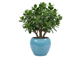 Isolated jade plant in turquoise planter for indoors natural sunlight with healthy green leaves