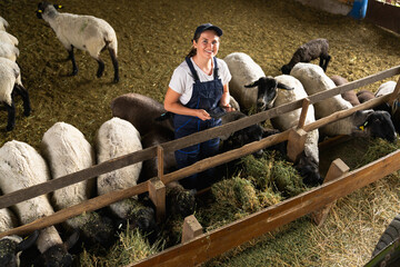 Farmer with digital tablet feeding sheep indoors at smart organic farm