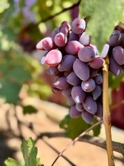 Bunch of grap on blurred background. Taldun grape on blurred background 