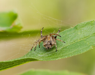 Körbchenspinne (Agalenatea redii)