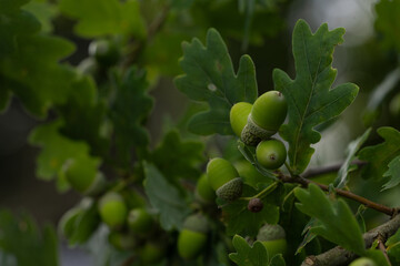Close-up of green acorns clustered on an oak branch, surrounded by lush leaves.