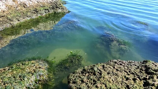 Green algae (Enteromorpha intestinalis) grows on rocks near the shore of the eutrophic Khadzhibey Estuary