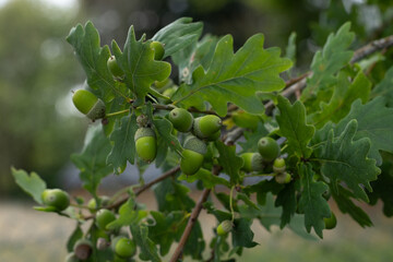 Obraz premium A close view of green acorns on an oak branch with lush leaves, set against a natural background.