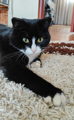 black and white tuxedo cat with yellow eyes lying stretched out on textured light rug in cozy indoor home environment ideal for pet care products, animal photography