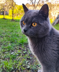 close up of alert gray cat with amber eyes in natural outdoor grassy setting during warm golden hour ideal for pet care industry, animal photography, wildlife promotions