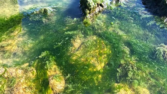 Green algae (Enteromorpha intestinalis) grows on rocks near the shore of the eutrophic Khadzhibey Estuary