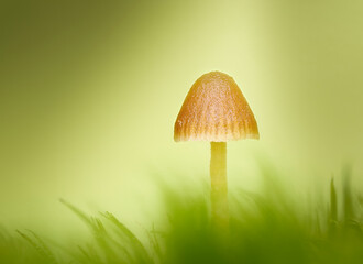 Pilz im Wald, Eifel
