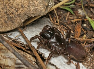 Purseweb spider, likely a female Atypus affinis. 