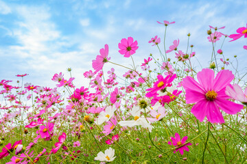 Fototapeta premium 秋の青空に映えるコスモス畑のピンクの花