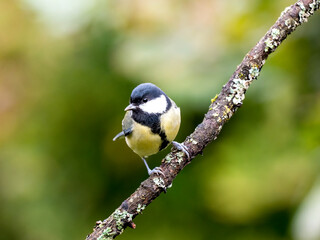 Kohlmeise (Parus major)