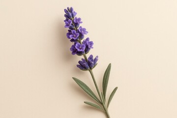 Fototapeta premium Lavender Twig on Cream Pastel Background