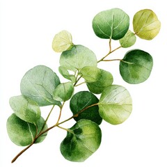 Fototapeta premium Watercolor illustration of eucalyptus branch with round green leaves