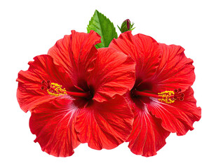Two vibrant red hibiscus blossoms, with green leaves, close-up on black