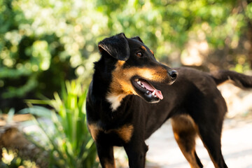 Black and brown Jagdterrier dog standing outdoors with tongue out, domestic pet in nature, canine in backyard garden, mammal, friendship, guard, companion animal in summer park, close-up portrait