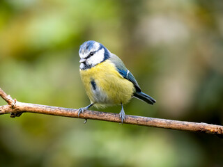 Blaumeise (Cyanistes caeruleu)