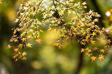 Autumn maple leaves with soft sunlight and blurred forest background