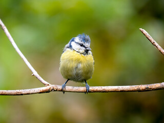 Blaumeise (Cyanistes caeruleu)
