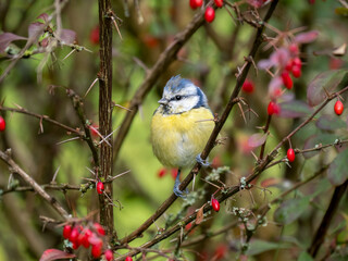 Blaumeise (Cyanistes caeruleu)