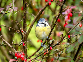 Blaumeise (Cyanistes caeruleu)