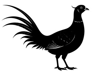 rooster isolated on white