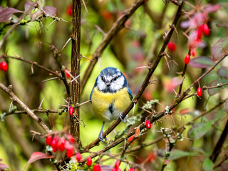 Blaumeise (Cyanistes caeruleu)