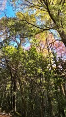 Vibrant autumn forest in southern Chile with colorful leaves, trees, and serene natural beauty. A stunning seasonal landscape in Patagonia.