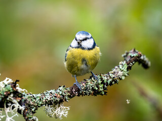 Blaumeise (Cyanistes caeruleu)