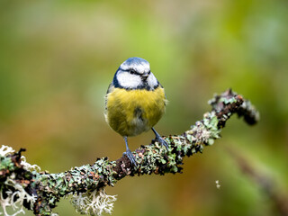 Blaumeise (Cyanistes caeruleu)