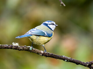 Blaumeise (Cyanistes caeruleu)