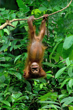 Young Orangutan (Pongo borneo) jumping from branch to branch, Borneo, Malaysia