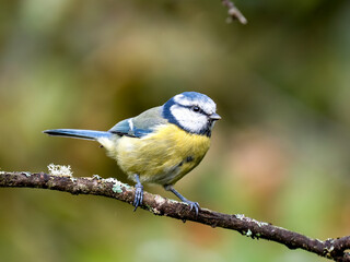 Obraz premium Blaumeise&nbsp;(Cyanistes caeruleu)