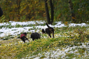Chiens en laisse dans un bois