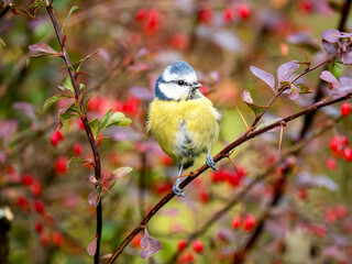 Fototapeta premium Blaumeise&nbsp;(Cyanistes caeruleu)