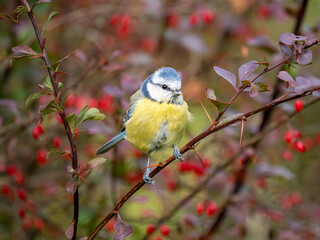 Blaumeise (Cyanistes caeruleu)