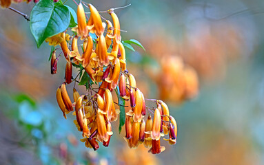 Wonga Wonga Vine Yellow