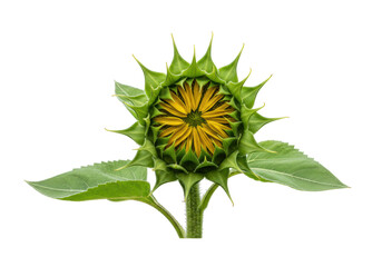 Isolated Unopened Sunflower Head Emerging on Stem Ready to Bloom to Open Up