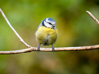 Blaumeise (Cyanistes caeruleu)