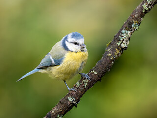 Blaumeise (Cyanistes caeruleu)