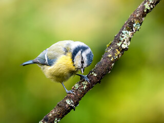 Blaumeise (Cyanistes caeruleu)