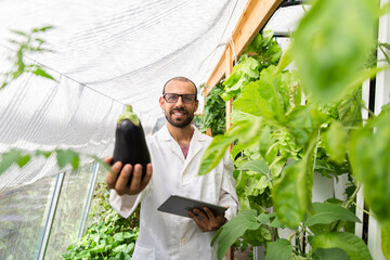 Scientist inspecting eggplant with tablet in aquaponic greenhouse